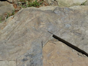 nash dinosaur track site and rock shop